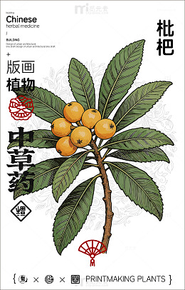 中国画风枇杷植物版画设计素材