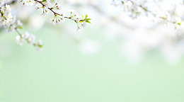 春日樱花清新淡雅壁纸