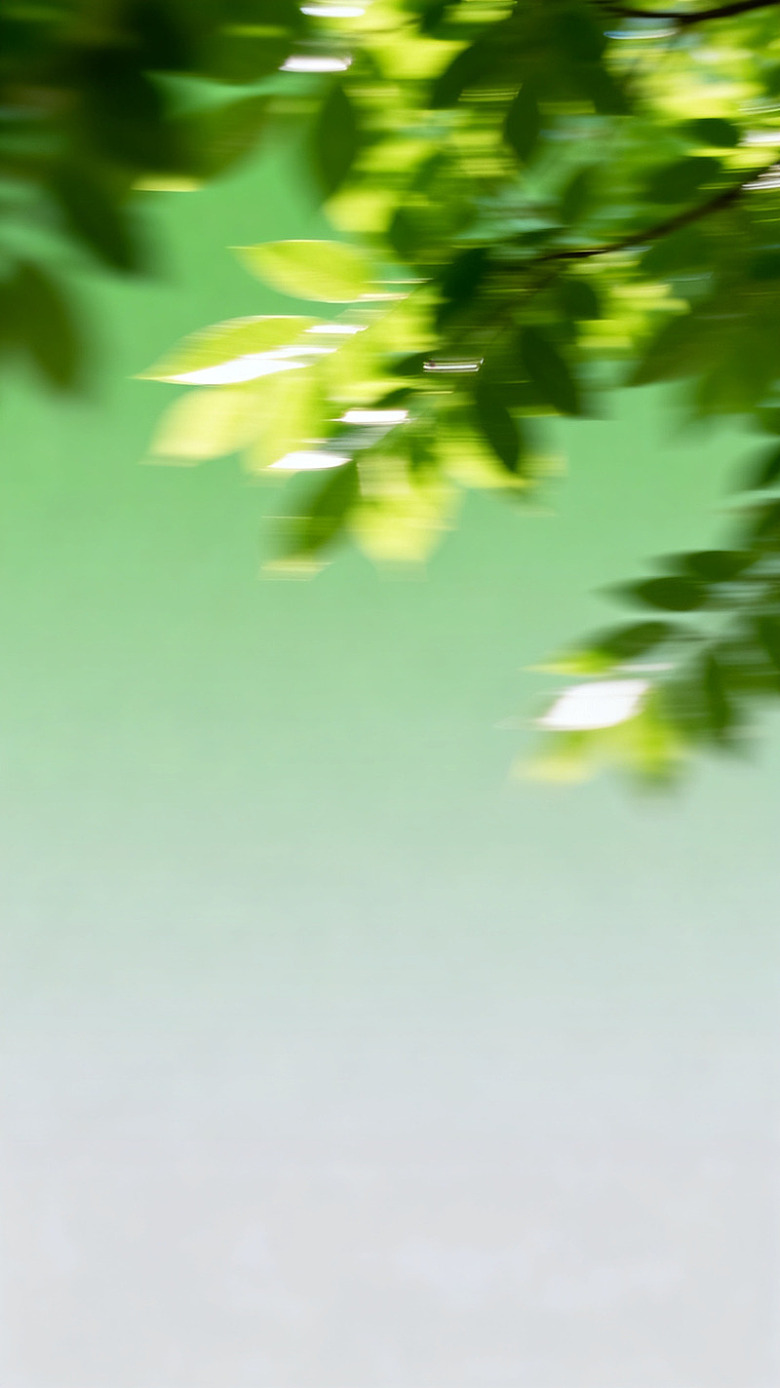 模糊绿叶阳光风景