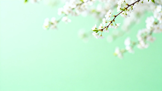 春日樱花淡雅壁纸