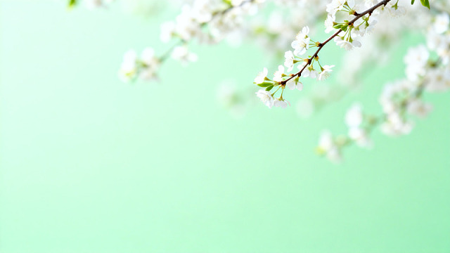 春日樱花淡雅壁纸