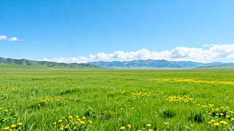 草原黄花蓝天远山美景