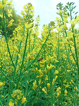 春日油菜花田风光摄影