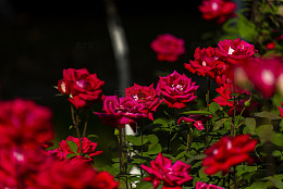 鲜艳月季花玫瑰花园美景摄影图片
