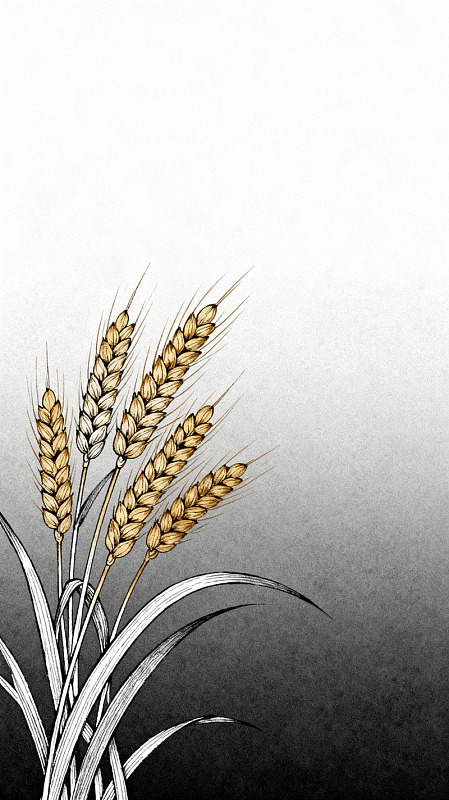 水墨风麦穗植物手绘插画素材
