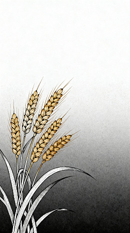 水墨风麦穗植物手绘插画素材