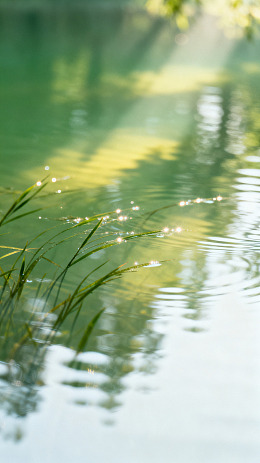 自然风光湖畔水草素材