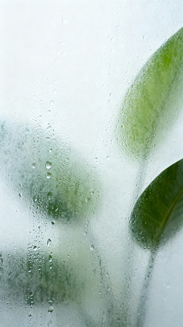 朦胧风雨滴绿叶玻璃背景素材