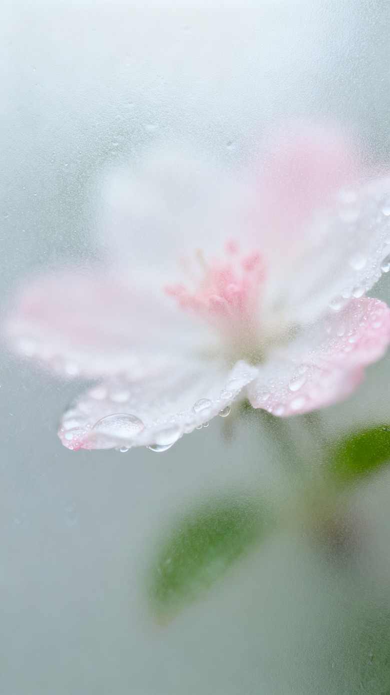 微距樱花雨滴自然花卉素材
