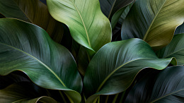 写实风热带植物绿叶设计素材