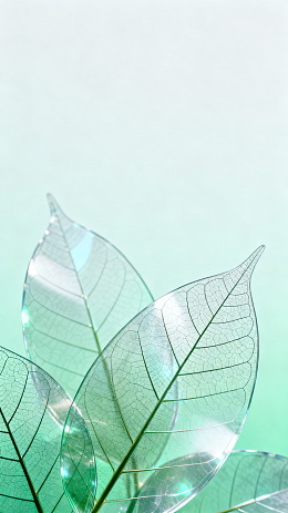 极简风透明叶片自然设计素材