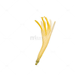 单朵干金银花花苞 透明底实拍免抠草本素材