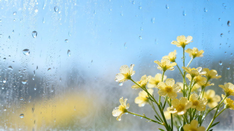 清新风雨后黄花窗景素材