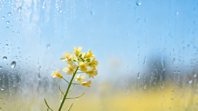 清新风雨后油菜花窗景素材