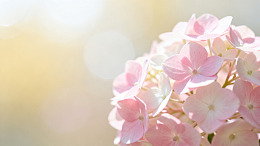 柔光风粉色绣球花素材