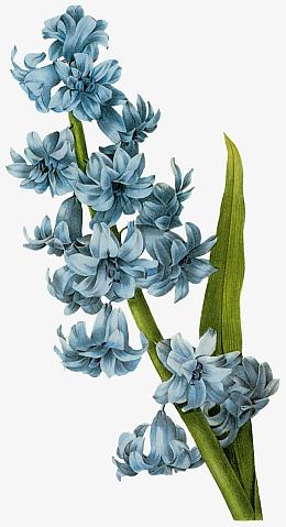 手绘兰花兰花元素