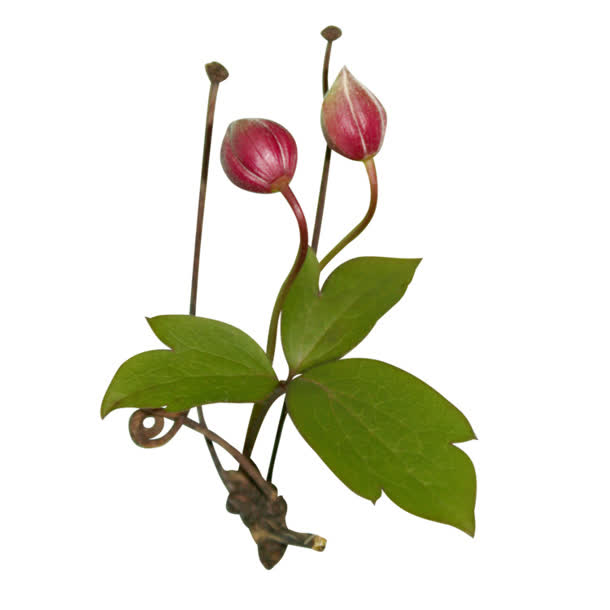 花骨朵免抠png图片素材