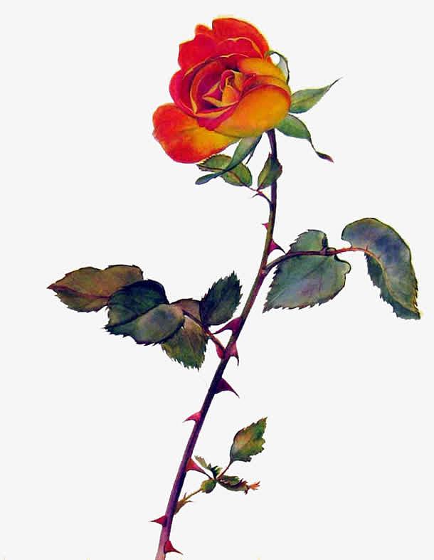 复古玫瑰花免抠PNG图片素材