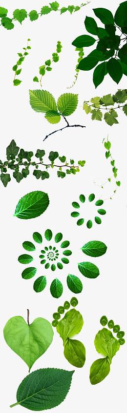 高清绿色树叶png素材