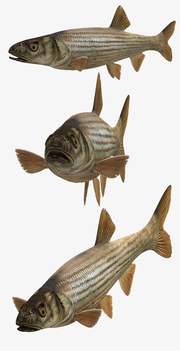 深海鱼免扣透明背景png素材