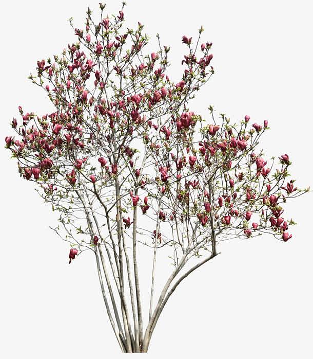 粉红花朵树
