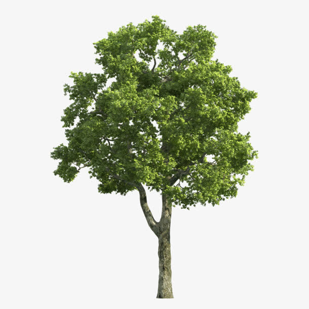 绿色树素材免费下载_觅元素