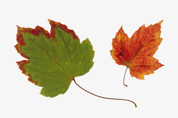 树叶免抠素材免费下载_觅元素51yuansu.com