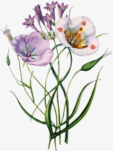 手绘蓝花ps免抠素材