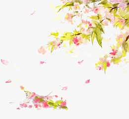 白色花朵 翠绿色叶子 png素材