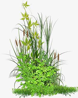 芦苇绿草 爬山虎png素材