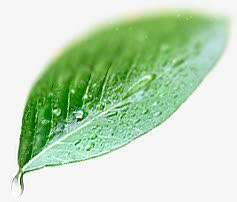 透明水珠 绿色叶子png素材