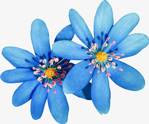 蓝色花朵 白色花蕊png
