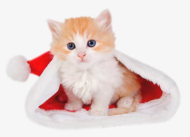 圣诞帽子 可爱 猫咪 小猫 png素材