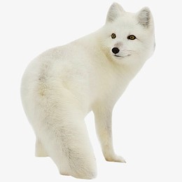 白狐  狐狸png素材