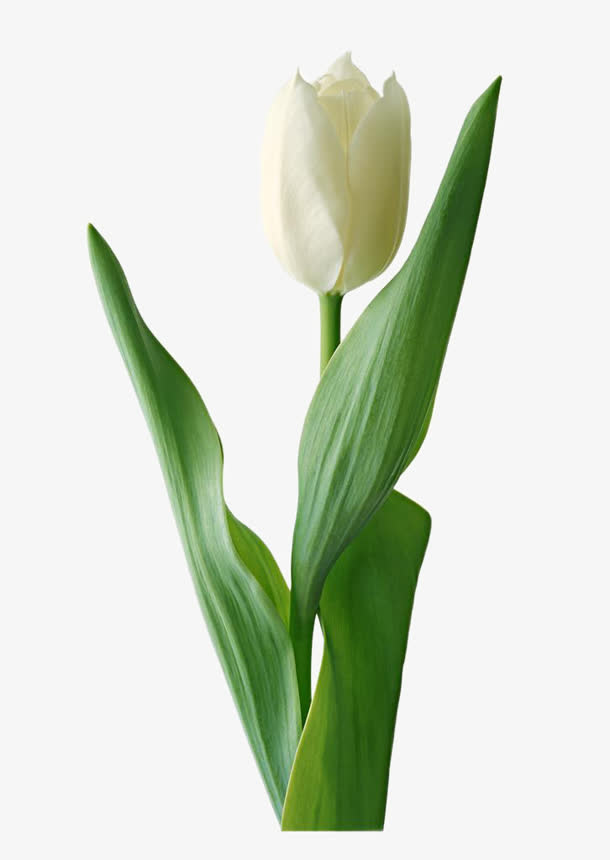 郁金香单朵郁金香png素材