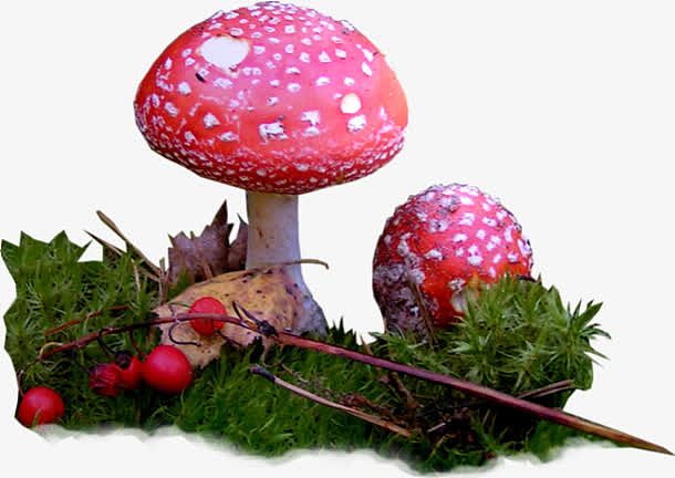 红色蘑菇 绿草 红果