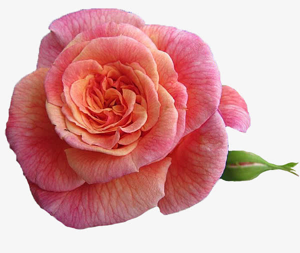 月季红花免抠素材免费下载_觅元素51yuansu.com