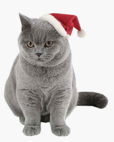带圣诞帽子的灰猫