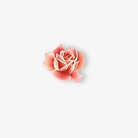 一小朵 粉红色玫瑰花