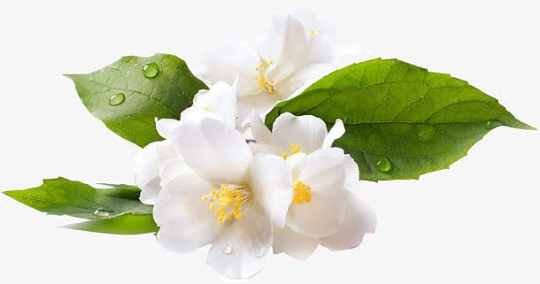 水灵灵的白色花朵 露水叶子