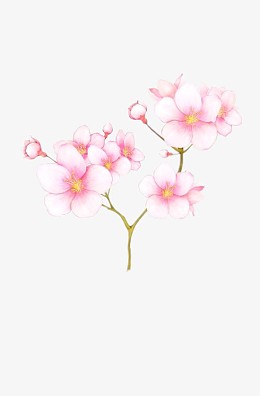 白色桃花手绘桃花