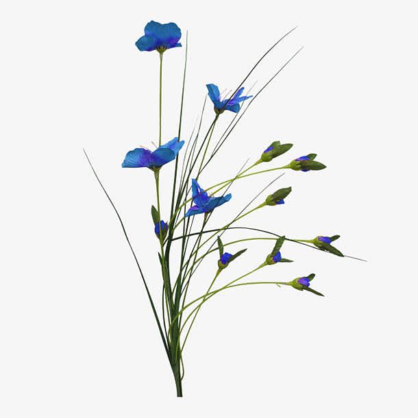 花枝花草蓝色花朵