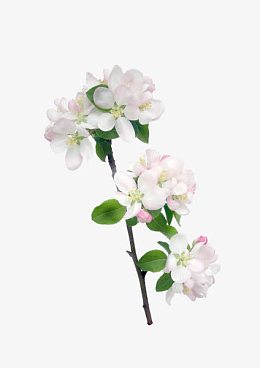 花枝花草白色桃花免扣