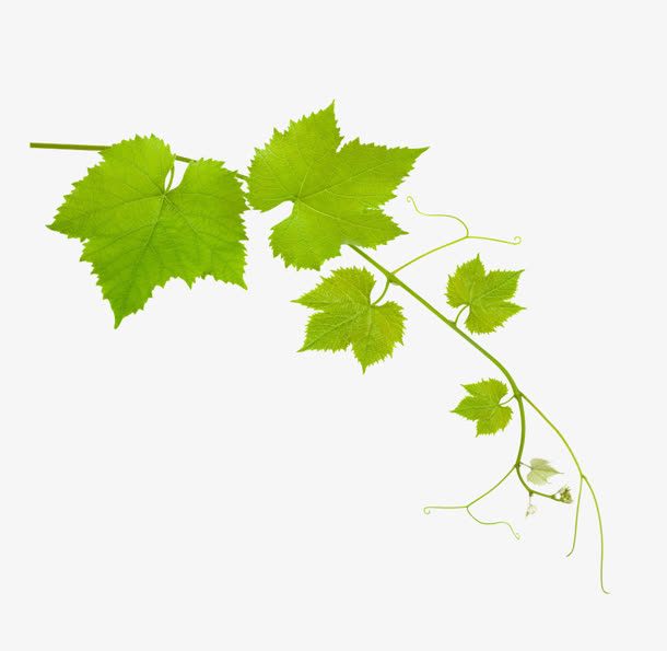 绿叶葡萄藤免抠素材免费下载_觅元素51yuansu.com