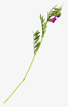 花枝花草富贵竹