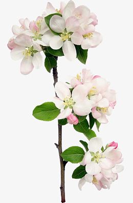花枝花草西府海棠