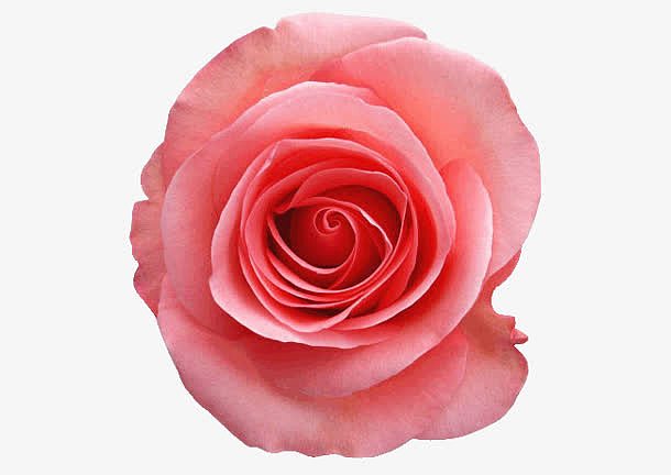 一朵粉色玫瑰花植物素材
