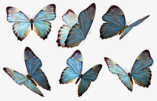 各个角度的蝴蝶集合