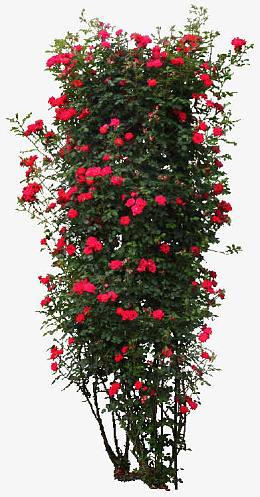 一架蔷薇绿色植物