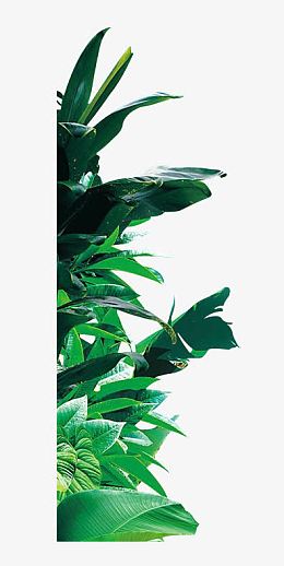左边墨绿色叶子